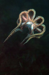 Mimic octopus. by Dray Van Beeck 